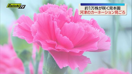 特産】カーネーションが見ごろ 約1万株が咲く河津町の見本園 5月10
