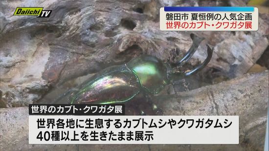 磐田市で「世界のカブト・クワガタ展」開催 カブトムシやクワガタムシ
