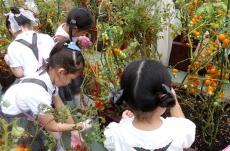 百貨店屋上でトマト収穫体験 今年で2年目、地元幼稚園児招き開催 カゴメ×名古屋三越