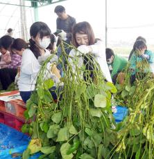 親子で黒豆の収穫 フジッコが食育イベント