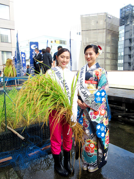 酒米「白鶴錦」 銀座ビル天空農園で収穫 18回目、来年製品化へ 白鶴酒造