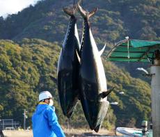 ニッスイ 養殖事業 短期養殖本マグロ拡大へ ブランド化・差別化図る