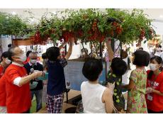 「植育から始まる食育」 トマト収穫体験も カゴメが名古屋でイベント