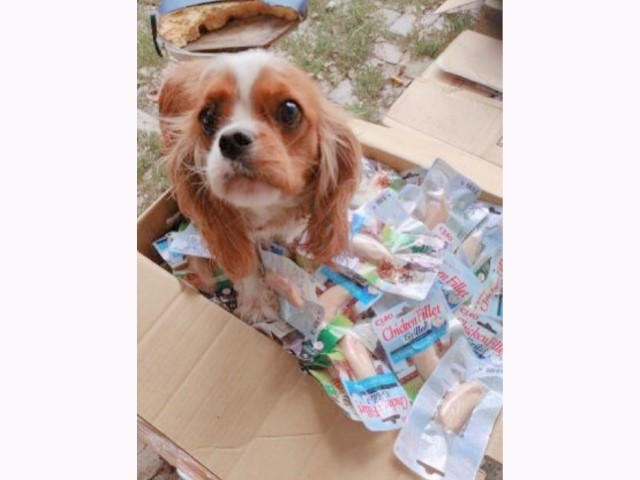 ウクライナの犬猫支援へ26万食を輸送　いなばペットフード