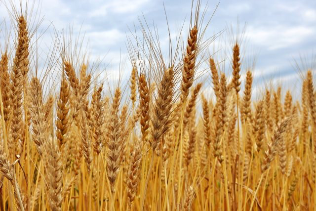 10月期輸入麦価、据え置きを決定 20％引き上げ回避