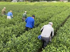 伊藤園、人手不足に悩むお茶農家の人材多様化を推進　障害者が生産に携わったノウフクJAS取得茶葉100％使用のリーフ製品を販売