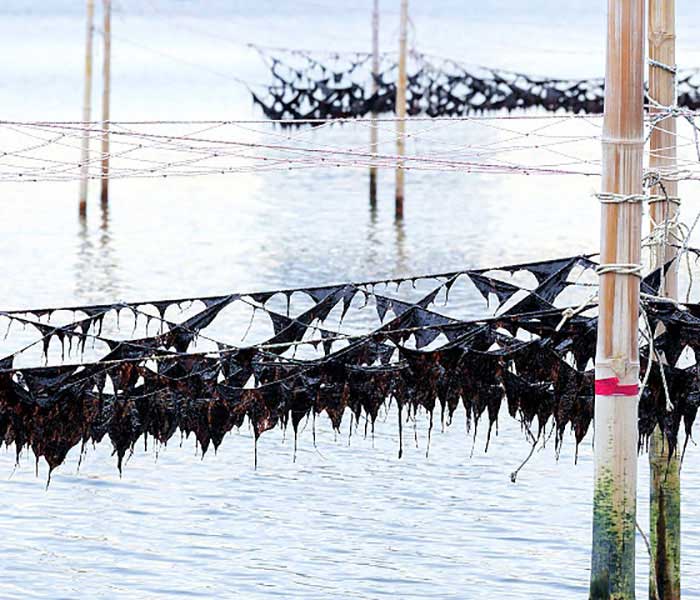有明産海苔が歴史的な不漁 佐賀・福岡で半減 上級品は価格高騰