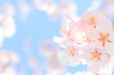 お花見市場は倍増予測 桜の名所に外出意向 インテージ調べ