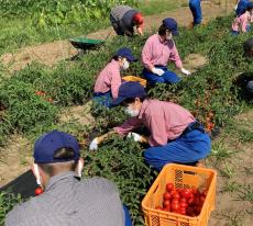 東日本の被災地復興支援へ　カゴメが地域興しやトマトの栽培授業