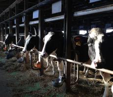 生乳余りから一転「不足」の危機感　背景に酪農家が子牛の仕入れを手控え