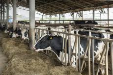 “酪農危機”で離農加速 生産基盤存続へ業界一丸 酪農乳業界重大ニュース　
