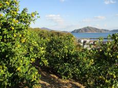 瀬戸内に浮かぶ広島レモンの島を元気にする　 ポッカサッポロ社員自ら耕作放棄地を再生　 地域活性化とレモン総需要拡大が目的