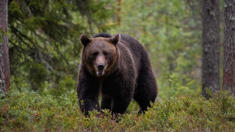 日本クマ事件簿〉ヒグマの自分の獲物に対する執着心は恐ろしい