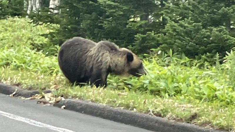 〈クマ遭遇動画〉「殺したくて殺しているワケではない」クマ駆除反対を掲げる人々に知ってほしい、北海道民が語る「ヒグマと生きる」ということ