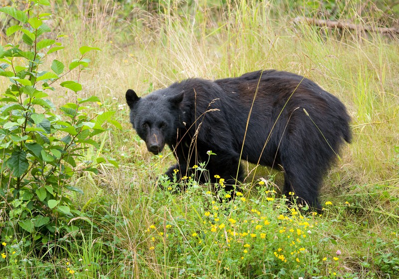 「クマは人間の目が怖いの。だからじっと見てきたら、絶対に目をそらしちゃいけない」ツキノワグマに顔を殴打され右目眼球が…死亡者全員に食害された跡が残る本州史上最悪のクマ事故も勃発【2023クマ記事 3位】