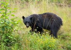 「クマは人間の目が怖いの。だからじっと見てきたら、絶対に目をそらしちゃいけない」ツキノワグマに顔を殴打され右目眼球が…死亡者全員に食害された跡が残る本州史上最悪のクマ事故も勃発【2023クマ記事 3位】