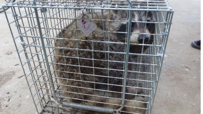 “害獣”アライグマが東京23区内でも急増中！ 指を食いちぎる凶暴さ、感染症の恐れも…「繁殖力が強く家の屋根裏に棲みついてしまう」被害総額は４億円超