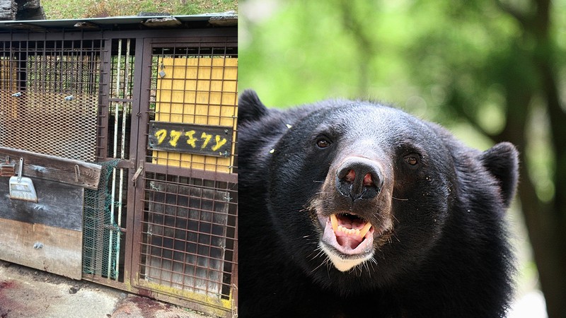 〈現場写真アリ・長野のクマ襲撃〉体中に噛み傷や引っかき傷が…20年間飼育したクマに75歳男性が襲われ死亡。それでも遺族は「クマに恨みはない」と涙した理由