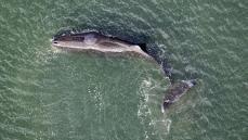 【潮吹き画像あり】潮吹きが多すぎる？ 大阪湾に迷いこんだマッコウクジラ“淀ちゃん”は元気になって海に帰れるのか？