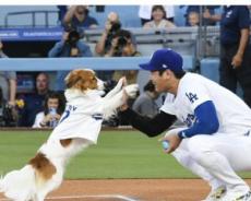 大谷の愛犬「コイケル」知名度急上昇で「保護犬団体が頭を抱えるワケ」。飼い主が迷惑行為を受けるケースも