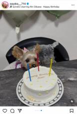 山本彩　愛犬の3歳の誕生日をバースデーケーキで祝福！　ファンほっこり「鼻にクリーム」「可愛い」