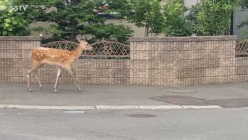 「ウロウロと徘徊している」住宅街にシカ出没　道路を歩き回り草木を食べる　札幌市中央区