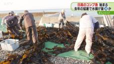 水揚げ量は大幅に減る見込み　去年の猛暑の影響　特産のコンブ漁始まる　北海道浦河町