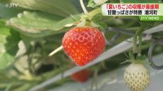 暑さに弱いイチゴ…北海道浦河町は涼しい！だから「夏イチゴ」の収穫いまがピーク