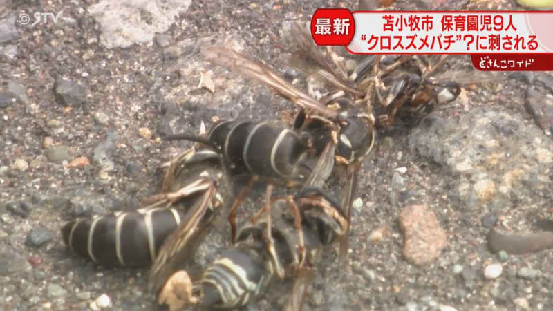 【続報】襲ったのはクロスズメバチの仲間か　保育園児９人刺され搬送も軽症　北海道・苫小牧