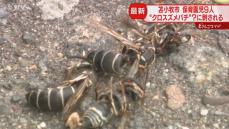 【続報】襲ったのはクロスズメバチの仲間か　保育園児９人刺され搬送も軽傷　北海道・苫小牧