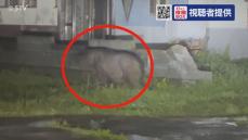 【動画あり】住宅そばを歩く大きなヒグマはっきりと…コンビニ帰りに遭遇！オホーツクの枝幸町