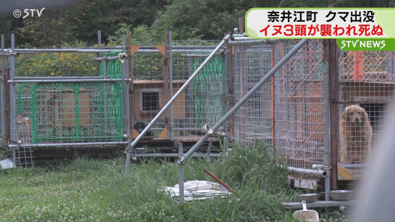奈井江町で犬３頭がクマに襲われ死ぬ