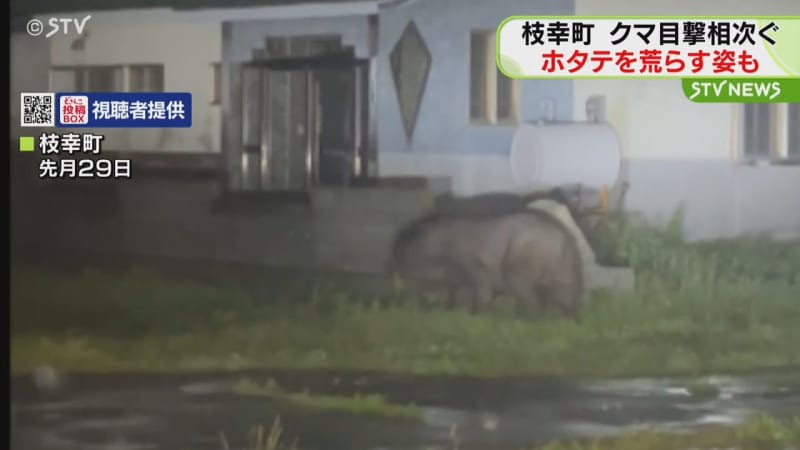 枝幸町でクマ目撃相次ぎ警戒　廃棄物のホタテを荒らす姿も