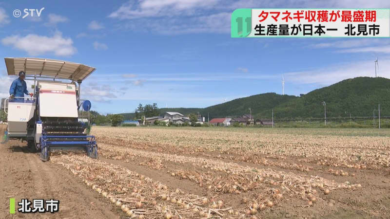生産量日本一の誇り！北見のタマネギいまが収穫ピーク！この時期のタマネギは「みずみずしい！」
