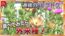 北海道で急増“恐怖のトゲトゲ”　実は「生態系被害防止外来種」その正体をあばく！