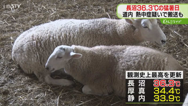 「勘弁して…」３地点で観測史上最高　長沼で３６.３度の猛暑日　台風の影響で気温上昇　北海道