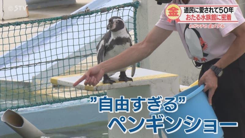 動物が生き生き　自由すぎるペンギンショー　イルカの授乳トレーニングも　北海道・おたる水族館