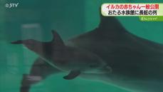 大行列！おたる水族館の新アイドル…ついに一般公開「お母さんに一生懸命ついて回る姿が可愛い」