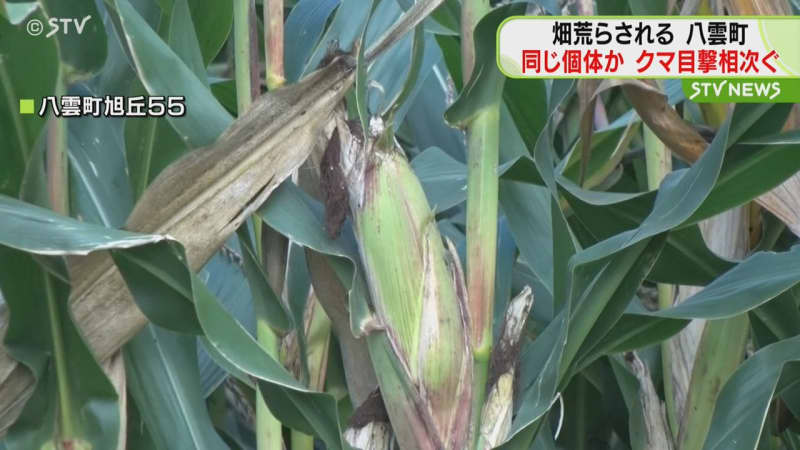 家畜用のデントコーンが食べられる　同じ個体か　八雲町でクマの目撃が相次ぐ