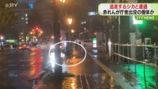 雨の札幌ど真ん中で「シカじゃね？」間一髪！車間抜け夜のとばりへ…帰宅途中ＳＴＶ根本記者撮影