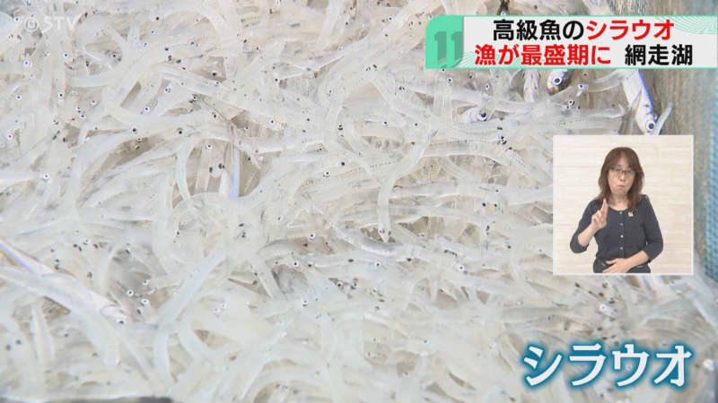 透き通った身が美しい！　高級魚”シラウオ”漁最盛期　「やっぱり天ぷらかな」　北海道・網走湖