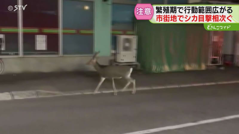 ”メスを探して”大きな動き　シカの行動範囲広がる…　札幌市街地でも目撃相次ぐ　注意呼びかけ