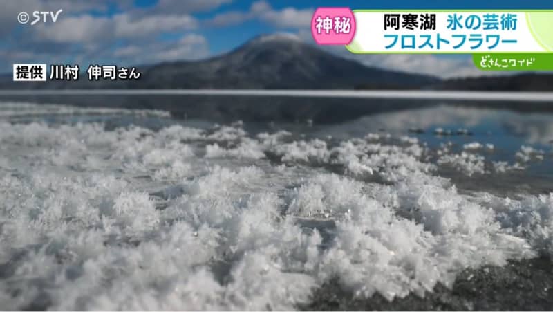 “白い花”が咲き誇る　氷の芸術「フロストフラワー」　幾重にも重なる氷の結晶　北海道・阿寒湖