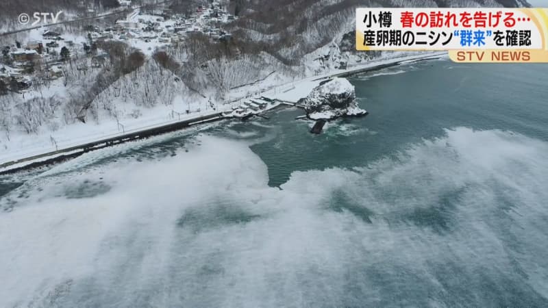 春の到来を告げる景色 産卵期のニシンの大群が押し寄せる「群来」北海道小樽市