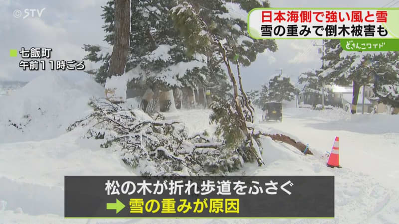 雪の重みが原因…木が折れ歩道をふさぐ　積雪53センチの函館市　「雪のないところに行きたい」