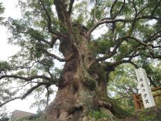 １本の木に会いに行く（２２）樹齢１５００年！日本一の巨樹「蒲生の大楠」＜鹿児島県＞