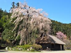 １本の木に会いに行く（２３）高麗神社・しだれ桜と古代史ロマン＜埼玉県＞