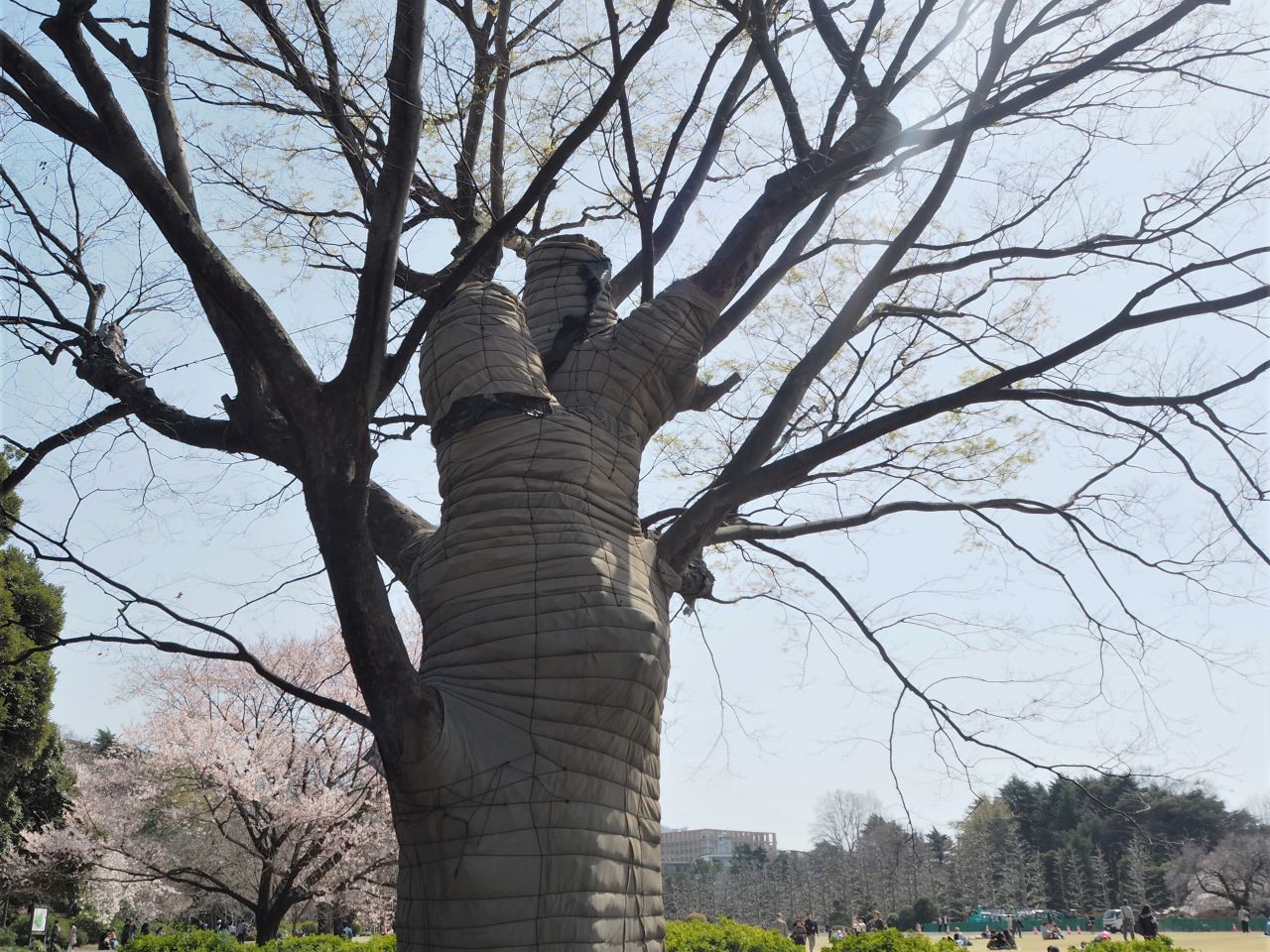 １本の木に会いに行く（２６）新宿御苑と江戸の名残の大ケヤキ＜東京＞
