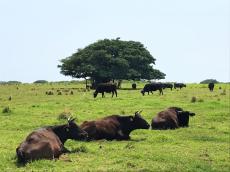【八重山諸島・黒島】牧場が広がるのどかな小島。牛が草を食み、ウミガメが訪れる