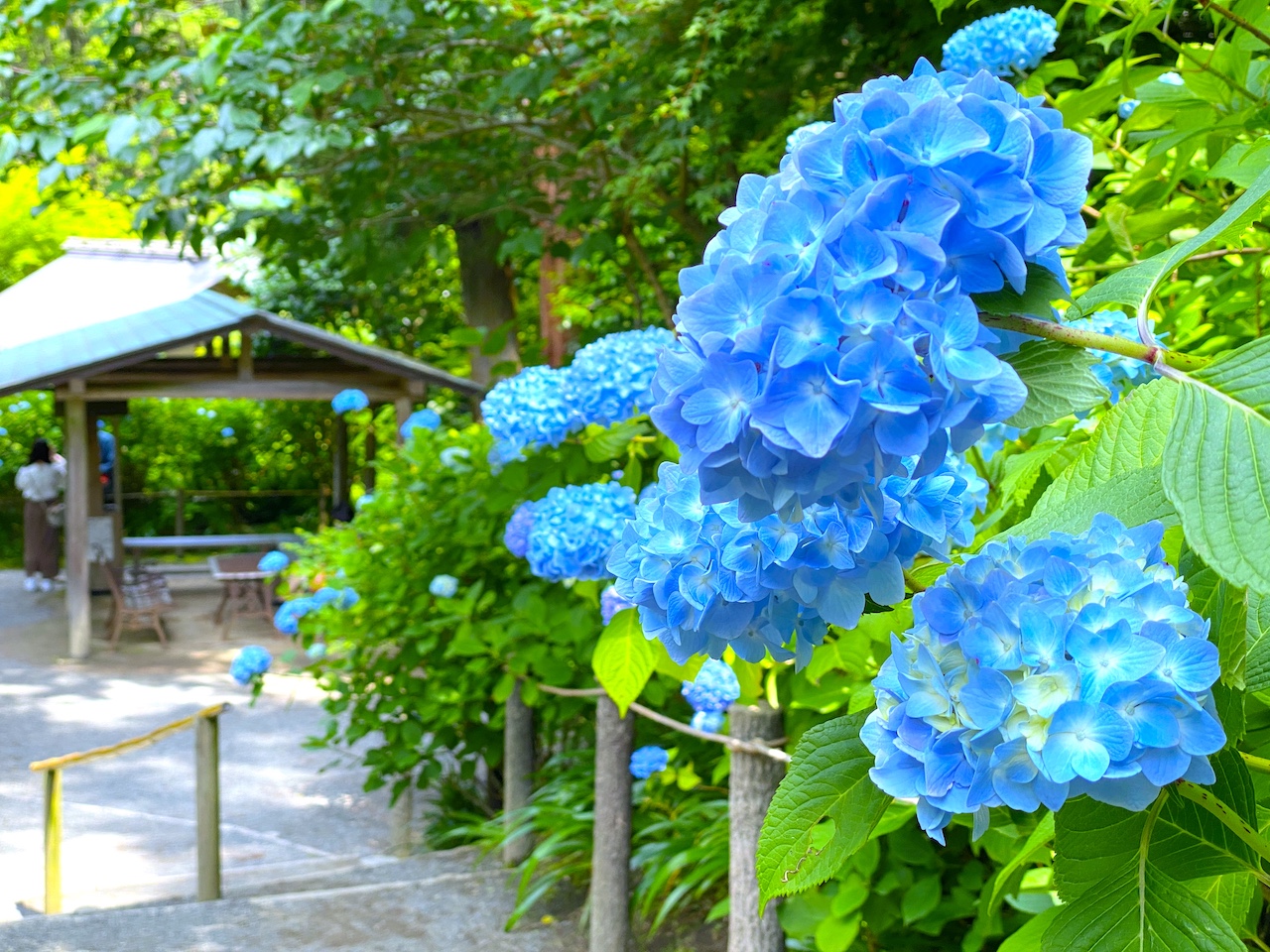 【鎌倉あじさいルポ２０２１】明月院ブルーがそろそろ見頃。今年は週末開門するの？